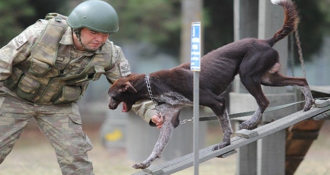 Köpek hassas burun