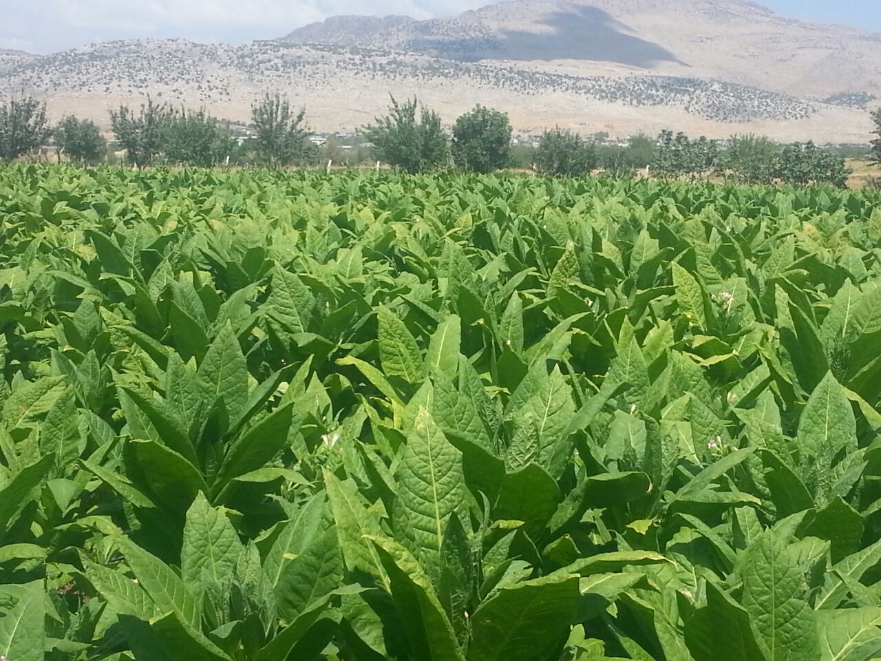 Maraş Otu