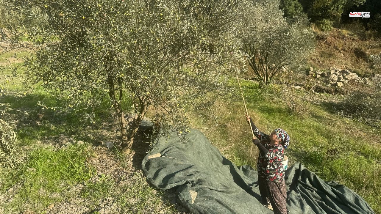 88 Yasındaki Emine Nine Zeytin Hasadında Ajans344 (2)