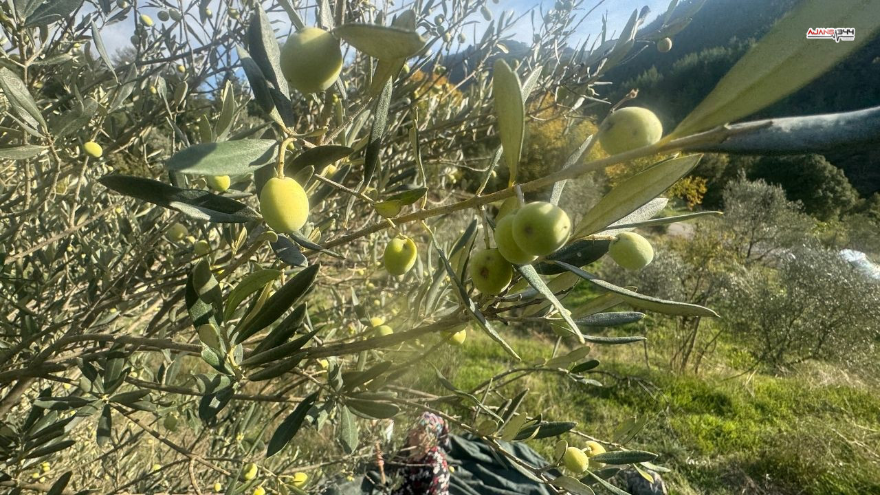 88 Yasındaki Emine Nine Zeytin Hasadında Ajans344 (3)