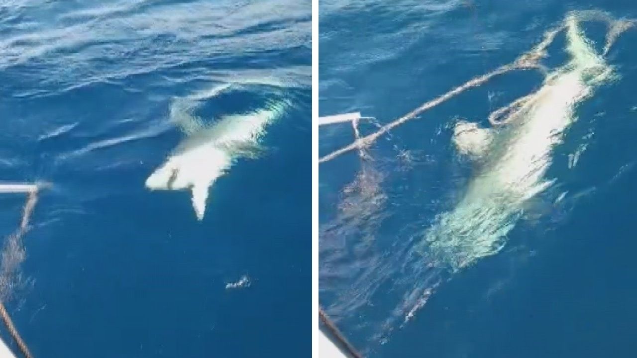 Amatör Balıkçı Oltasına Takılan Köpekbalığını Denize Bıraktı Ajans344 (1)