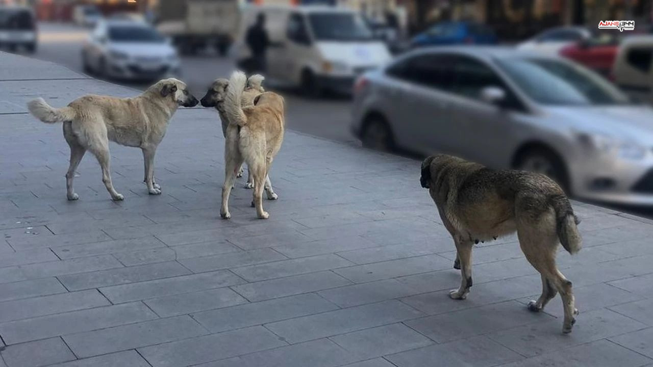 Basıbos Sokak Köpekleri Artıyor Ajanas344 (1)