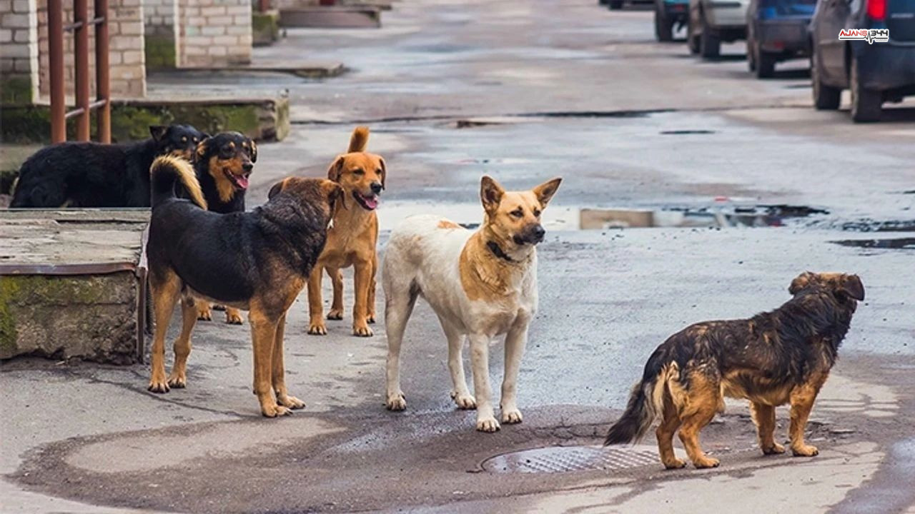 Basıbos Sokak Köpekleri Artıyor Ajanas344