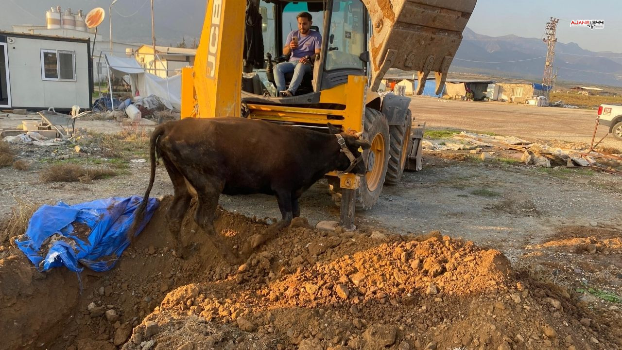 Çukura Düşen Büyükbaş Hayvan Kurtarıldı Ajans344 (1)