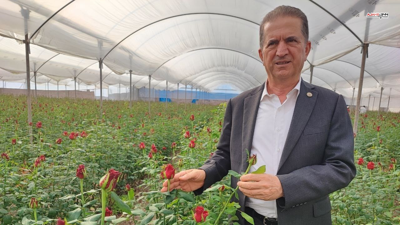 Gül Hasatı Basladı Ajans344 (3)