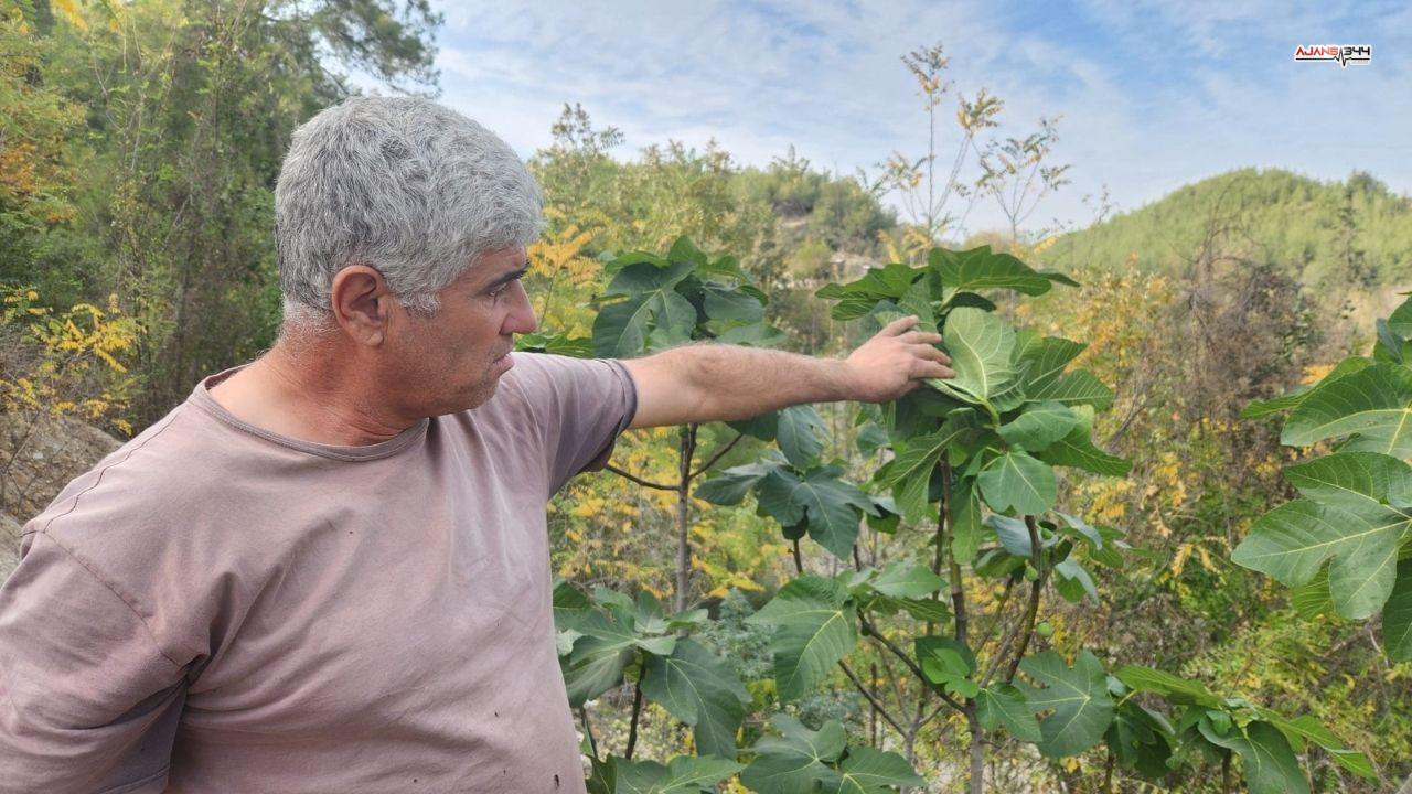 Incir Erken Meyve Verdi Ajans344 (1)