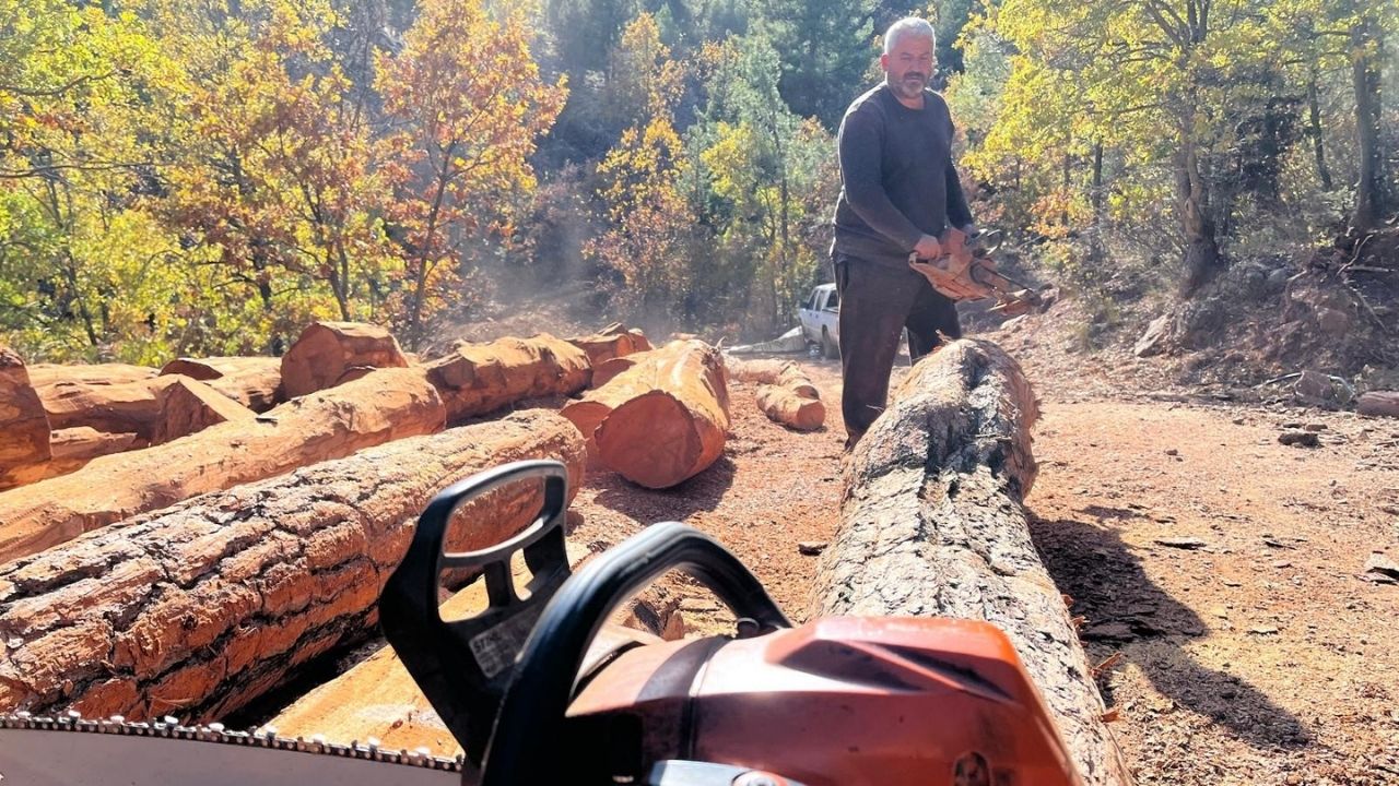 Karı Koca 35 Yıldır Ormanlarda Damgalanan Ağaçları Kesiyorlarajans344 (2)
