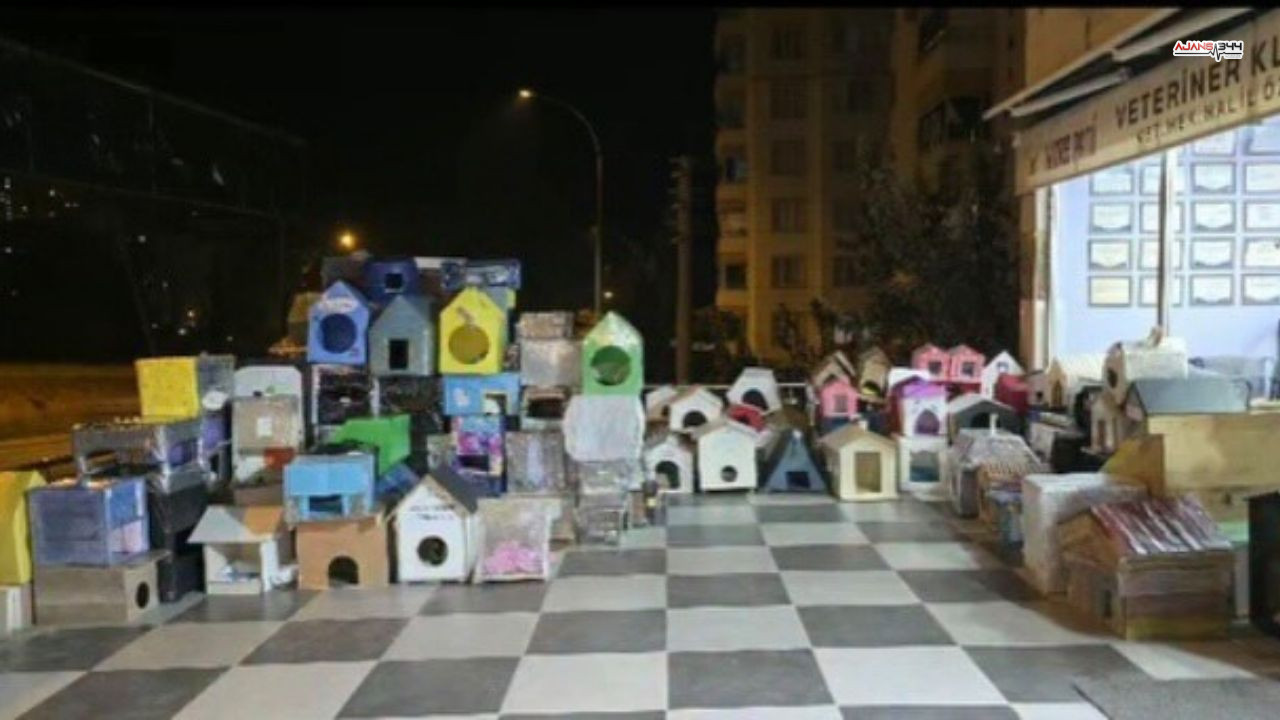 Kedi Evi 500 Tane Ajans 344