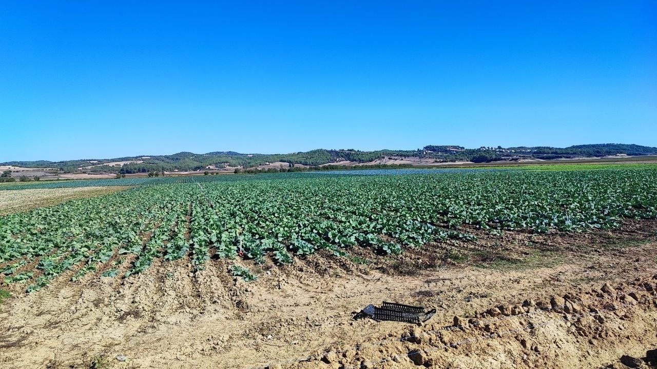 Kuraklığın Vurduğu Seyhan Baraj Gölü'nün Çevresi Tarım Arazisi Oldu Ajans344 (2)