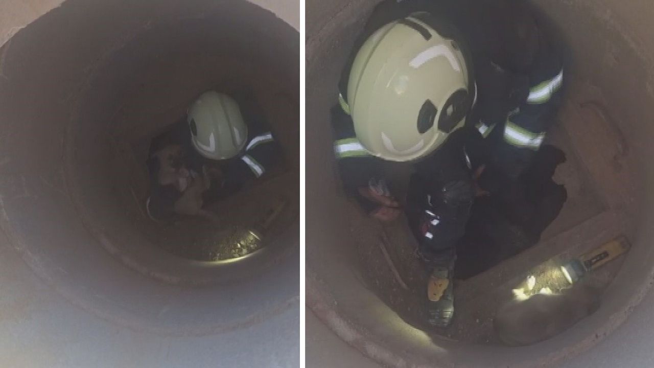 Kurtarılan Köpek Ajans344