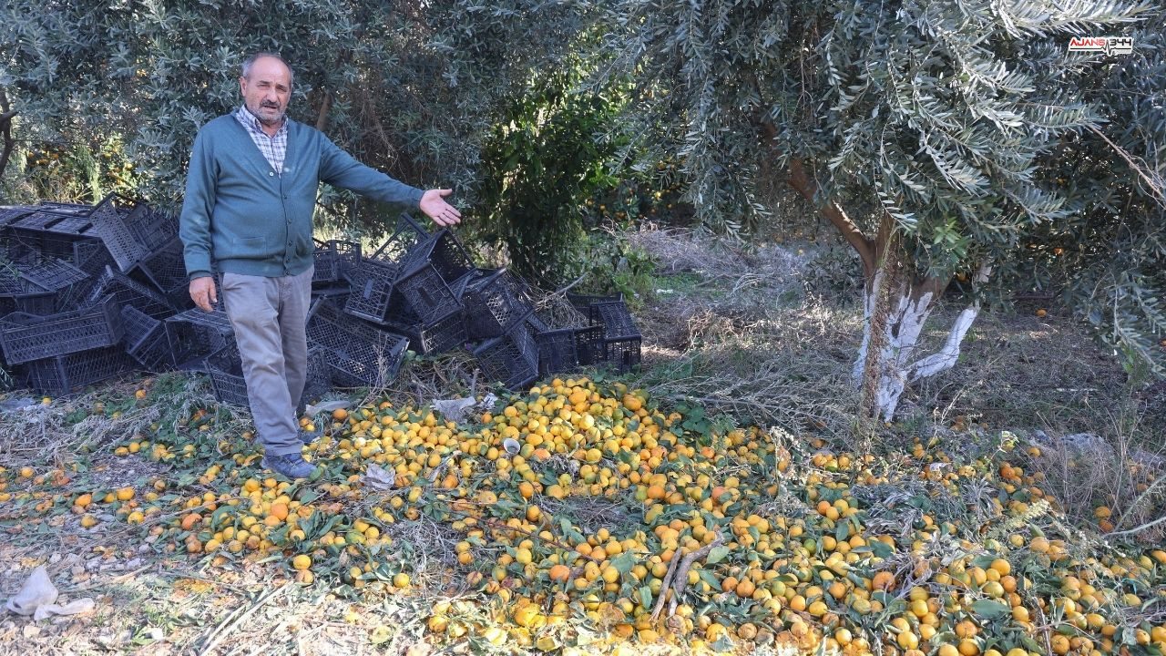 Mandalina 2 Tl Ye Düstü Ajans344 (2)