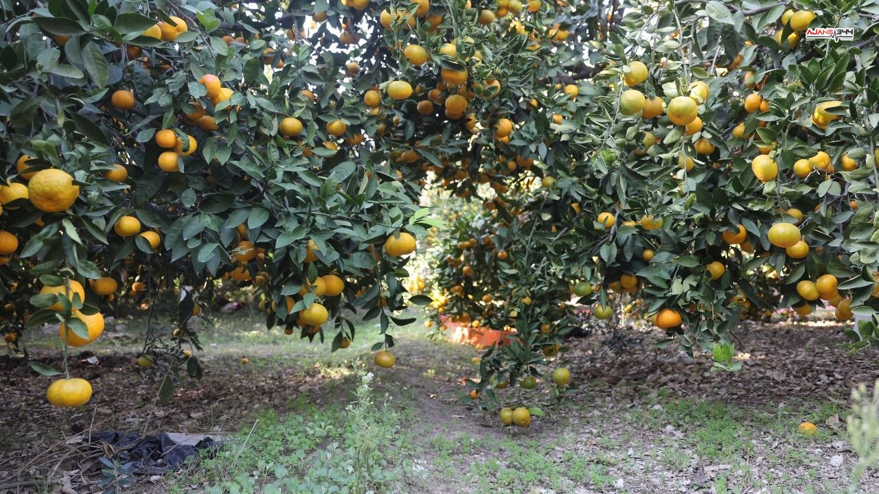 Mandalina 2 Tl Ye Düstü Ajans344 (3)