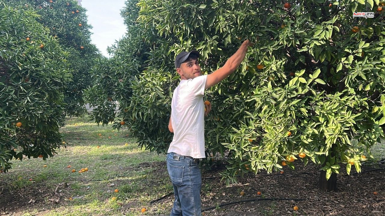 Narenciye Festivali Ajans344 (2)