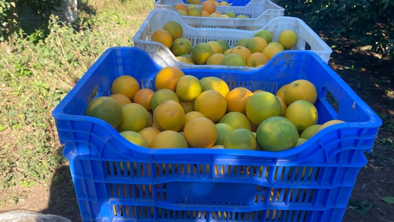 Narenciye Hasadı Baslıadı (1)