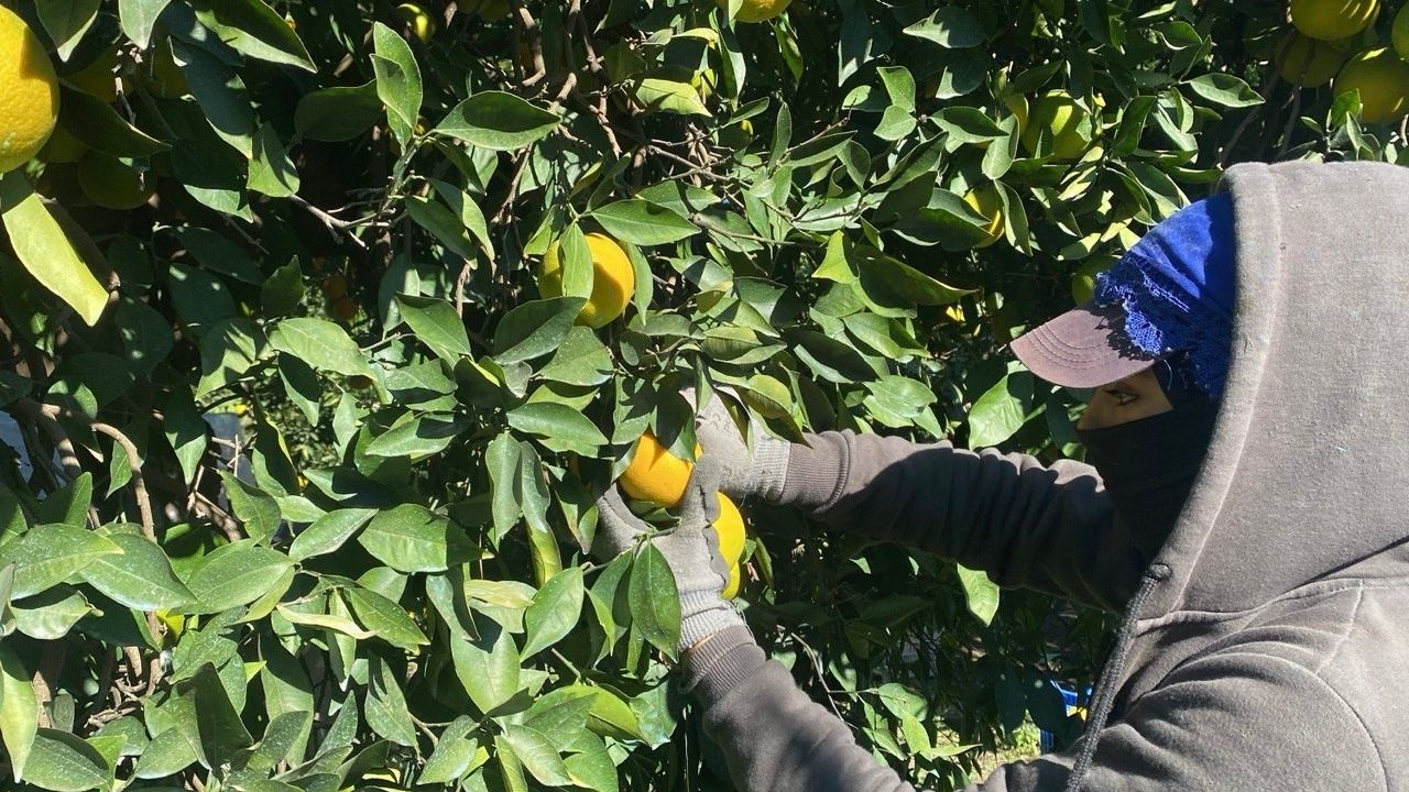 Narenciye Hasadı Baslıadı (2)