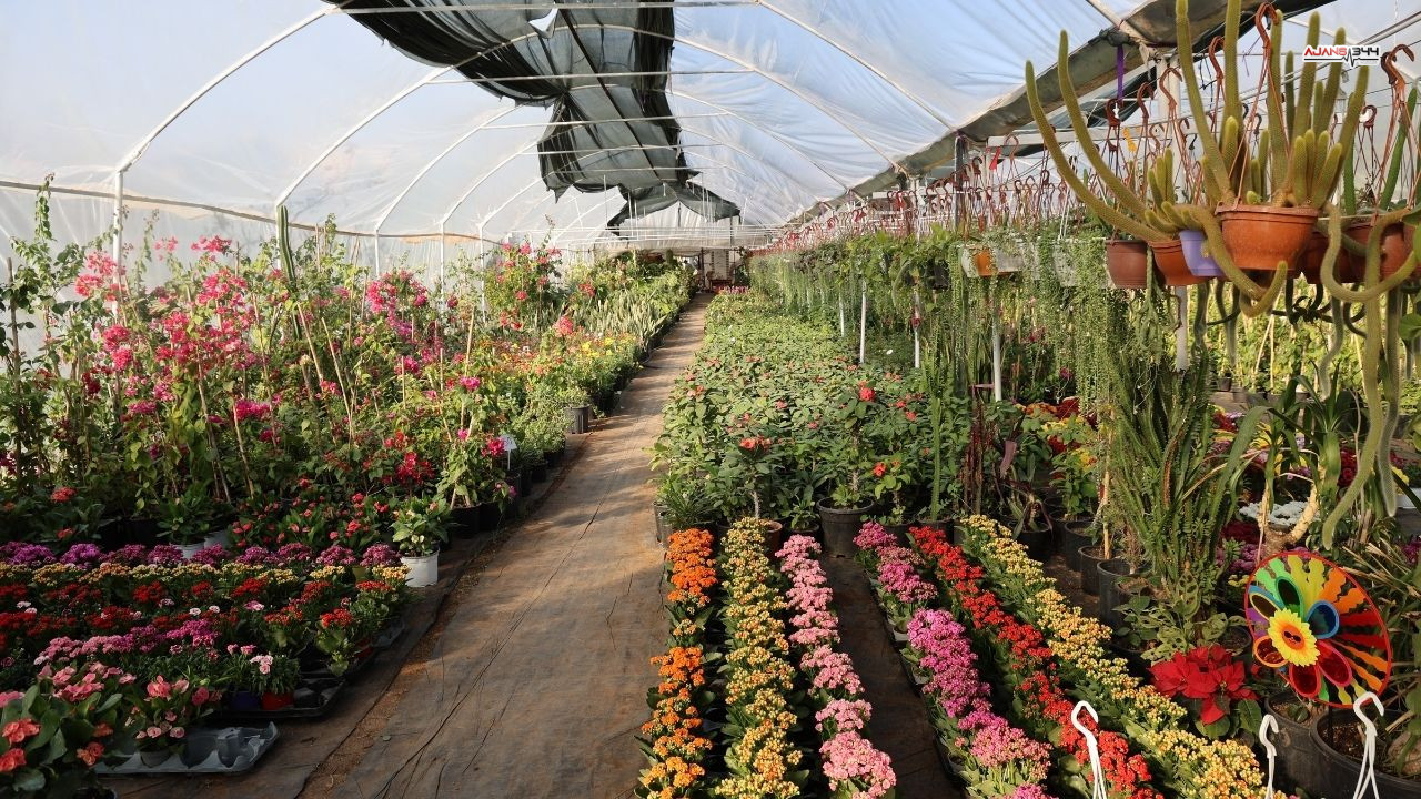 Ögretmenler Günü Buket Yerine Saksı Tercih Ajans344 (3)