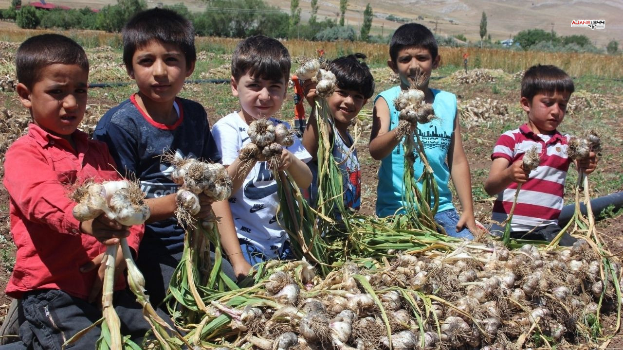 Sarımsak Haberi Maras Ajans344 (1)