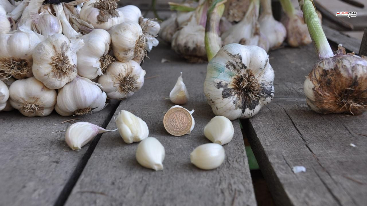 Sarımsak Haberi Maras Ajans344 (2)