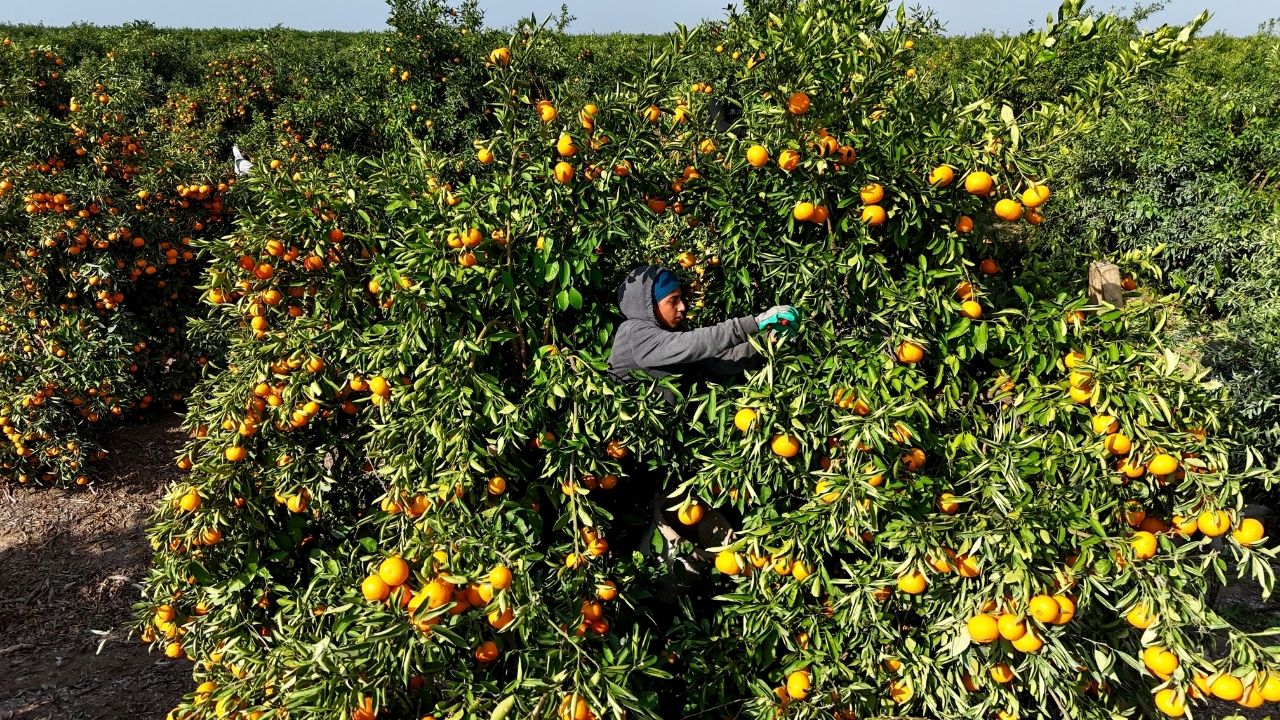 Tarım Işçilerinin Grevi Mandalinayı Dalında Bıraktı Kilosu 3 Liraya Kadar Gerilediajans344 (2)