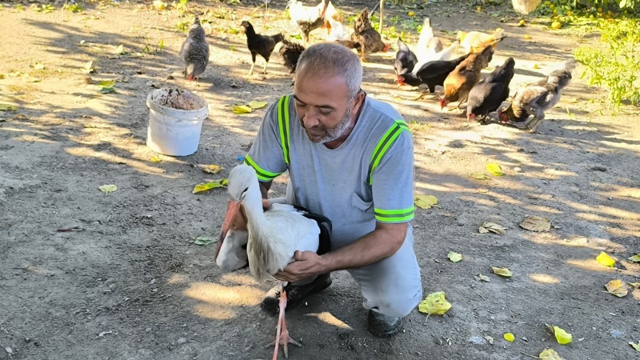 Yaralı Leylek Yardım Ajans344 (2)