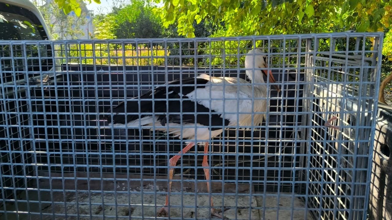 Yaralı Leylek Yardım Ajans344 (3)