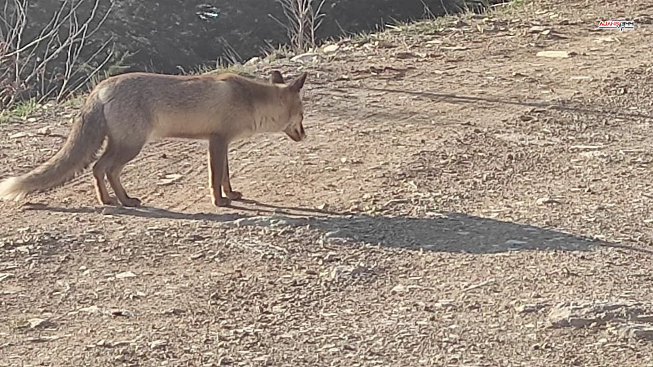 Ahır Dağı'nın Zirvesinde Aç Tilkiyi Ellerinden Beslediler (1)