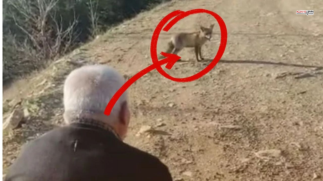 Ahır Dağı'nın Zirvesinde Aç Tilkiyi Ellerinden Beslediler (2)