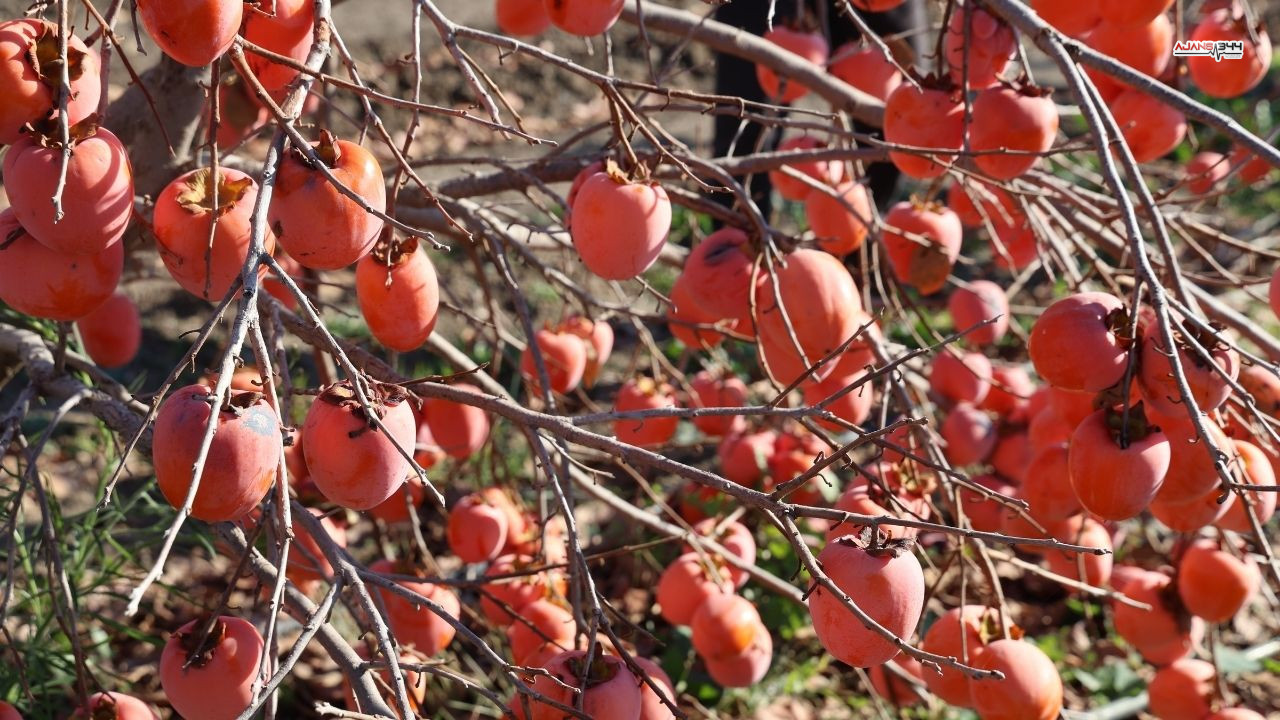 Cennet Hurmaları Ajans344