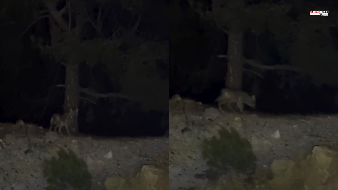 Dagda Görüntülenen Kurt Ajans34