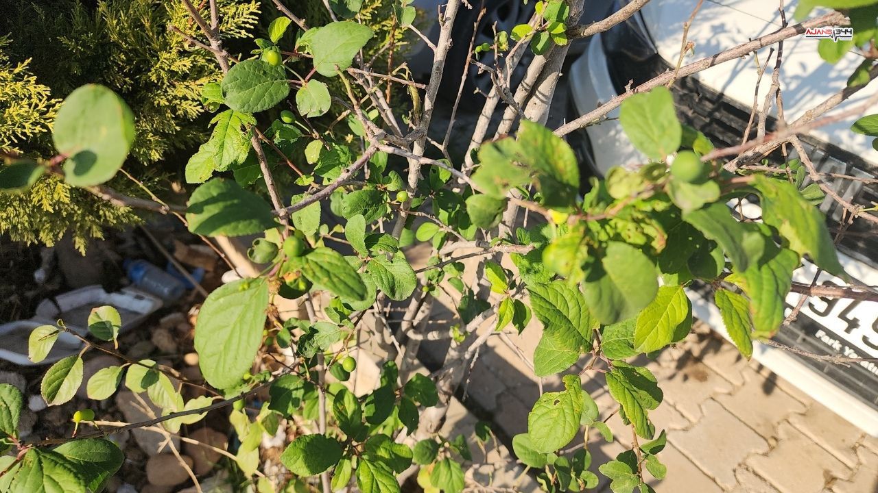 Erik Ağacı Mevye Verdi Ajans344