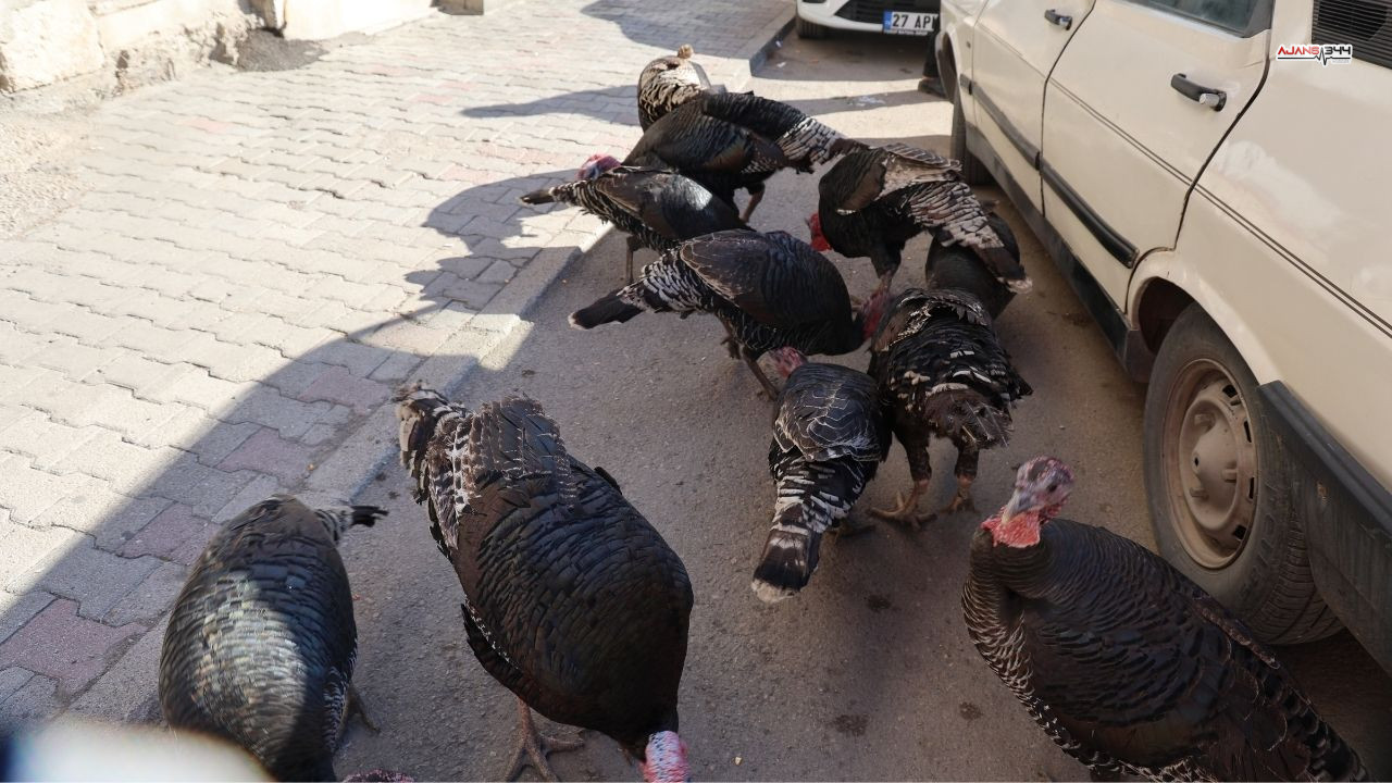 Hindi Satan Adam Ajans344 (3)