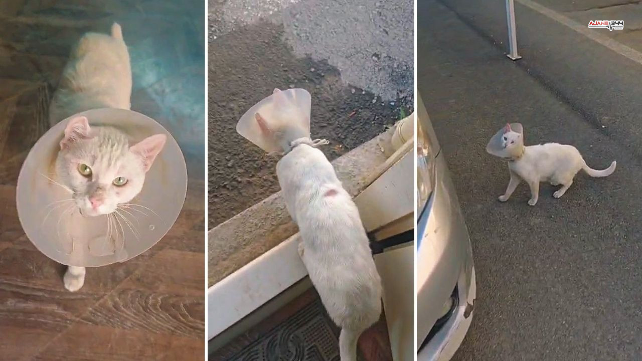 Kahramanmaraş'ta Doğal Beslenmeyen Kedilerin Doğası Bozuldu (1)-2