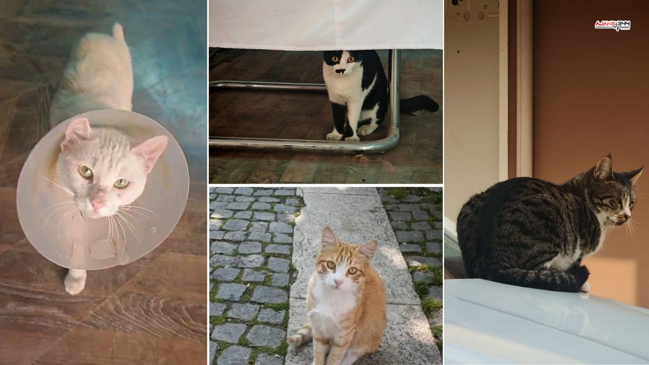 Kahramanmaraş'ta Doğal Beslenmeyen Kedilerin Doğası Bozuldu