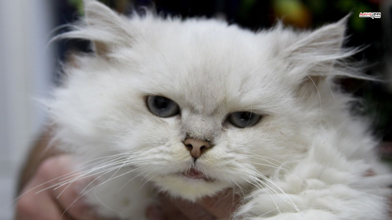 Kedide Sasırtan Bulgu Ajans344 (1)