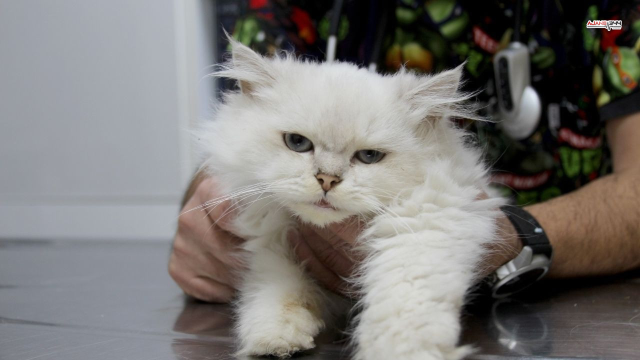 Kedide Sasırtan Bulgu Ajans344 (4)