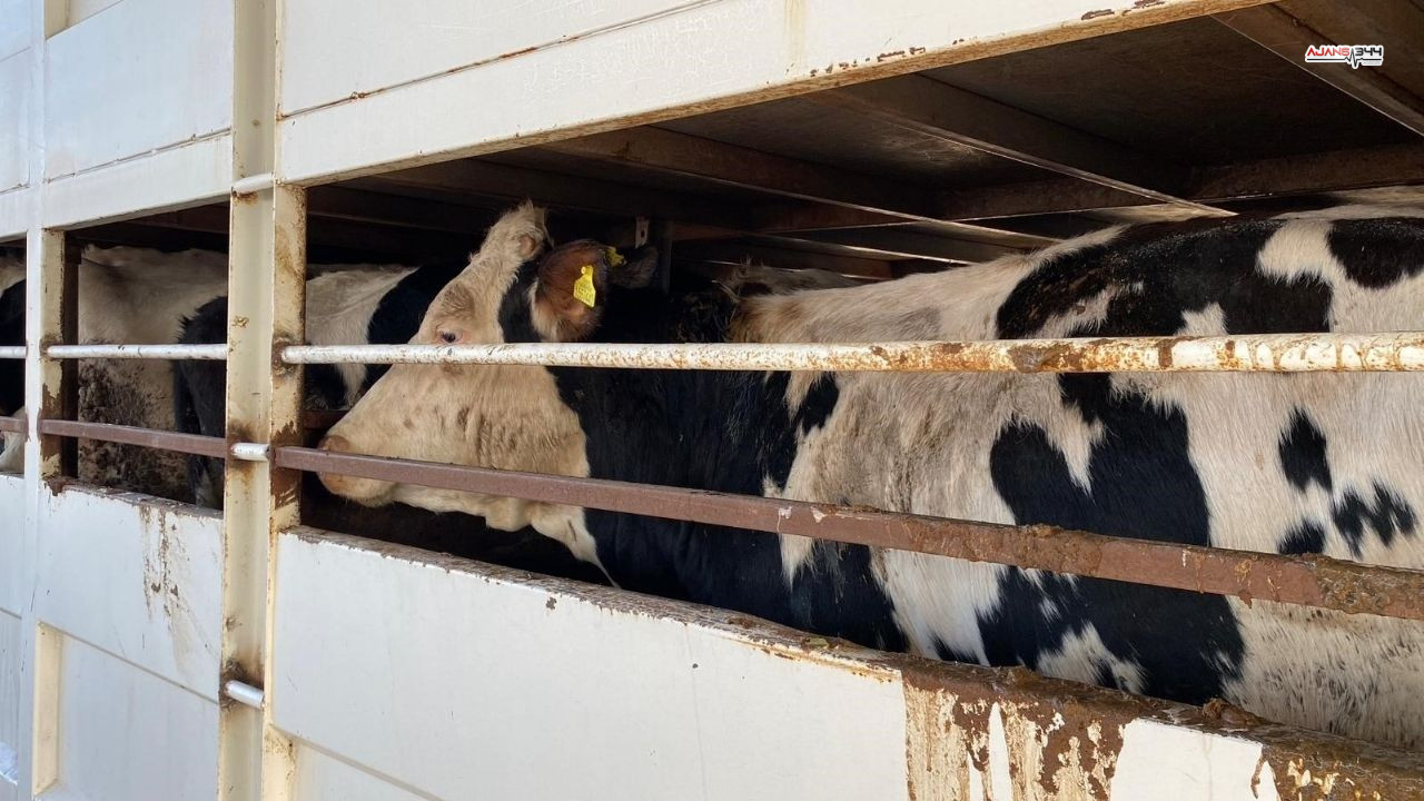 Küpesiz Hayvan Besleyene Büyük Ceza Ajans344