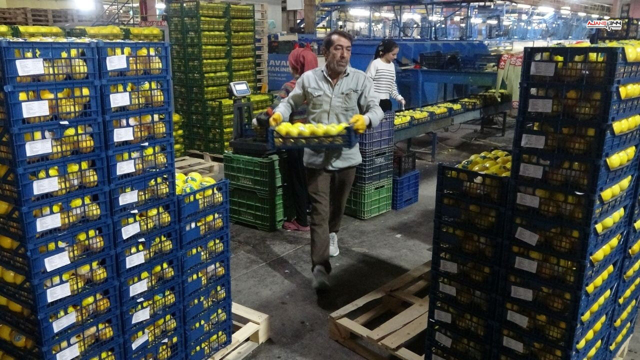 Limon Hasadı Basladı Ajans344 (3)