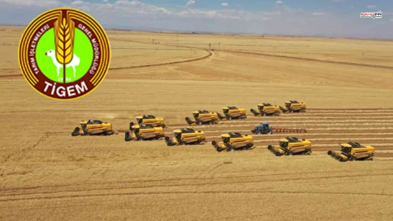 Tigem Işçi Alımı Ajans344