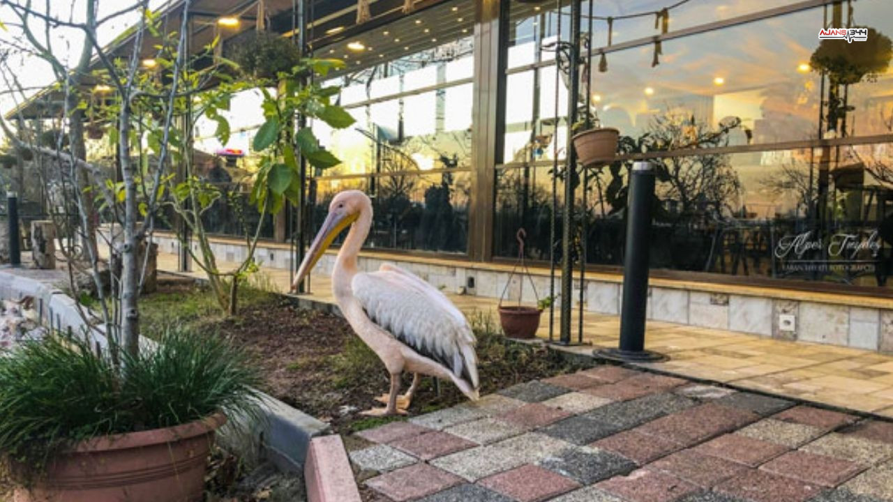 Yaralı Pelikanla Kurulan Sessiz Dostluk Yürekleri Isıttı (1)