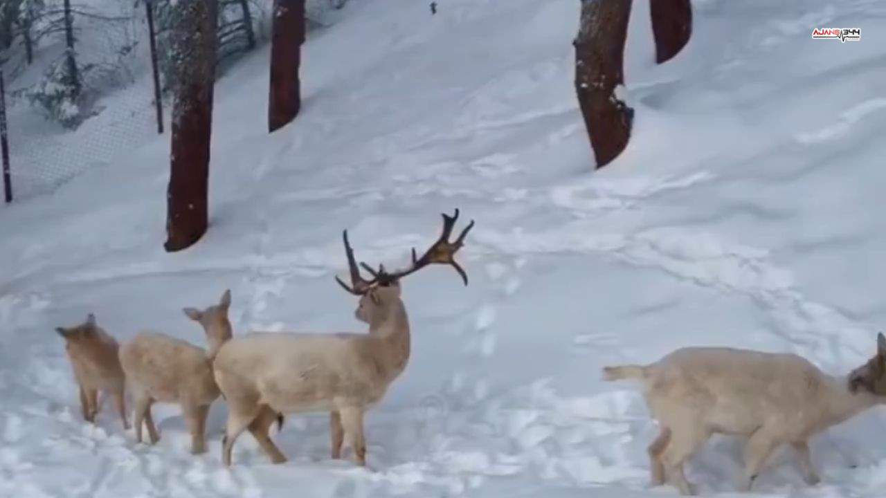 Albino Geyikler Ajans344 (2)