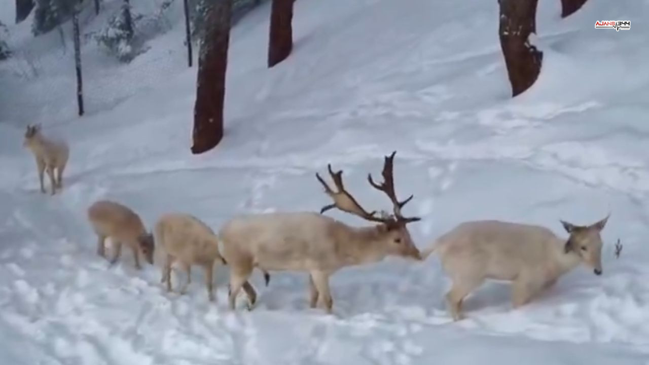 Albino Geyikler Ajans344 (3)