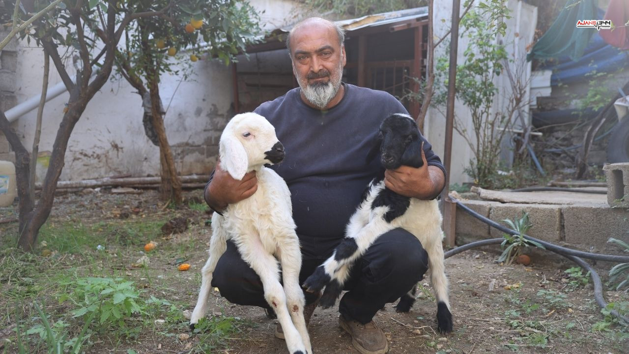 Annesi Telef Olan Kuzu Ajans344 (2)