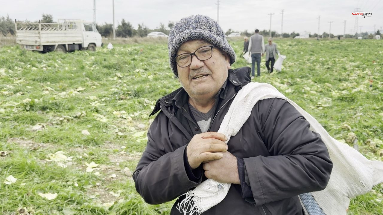 Bedava Marul Ajans344 (1)