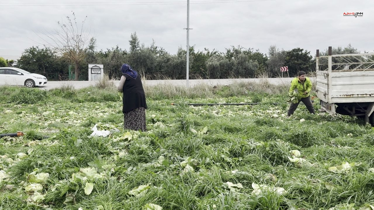 Bedava Marul Ajans344 (3)