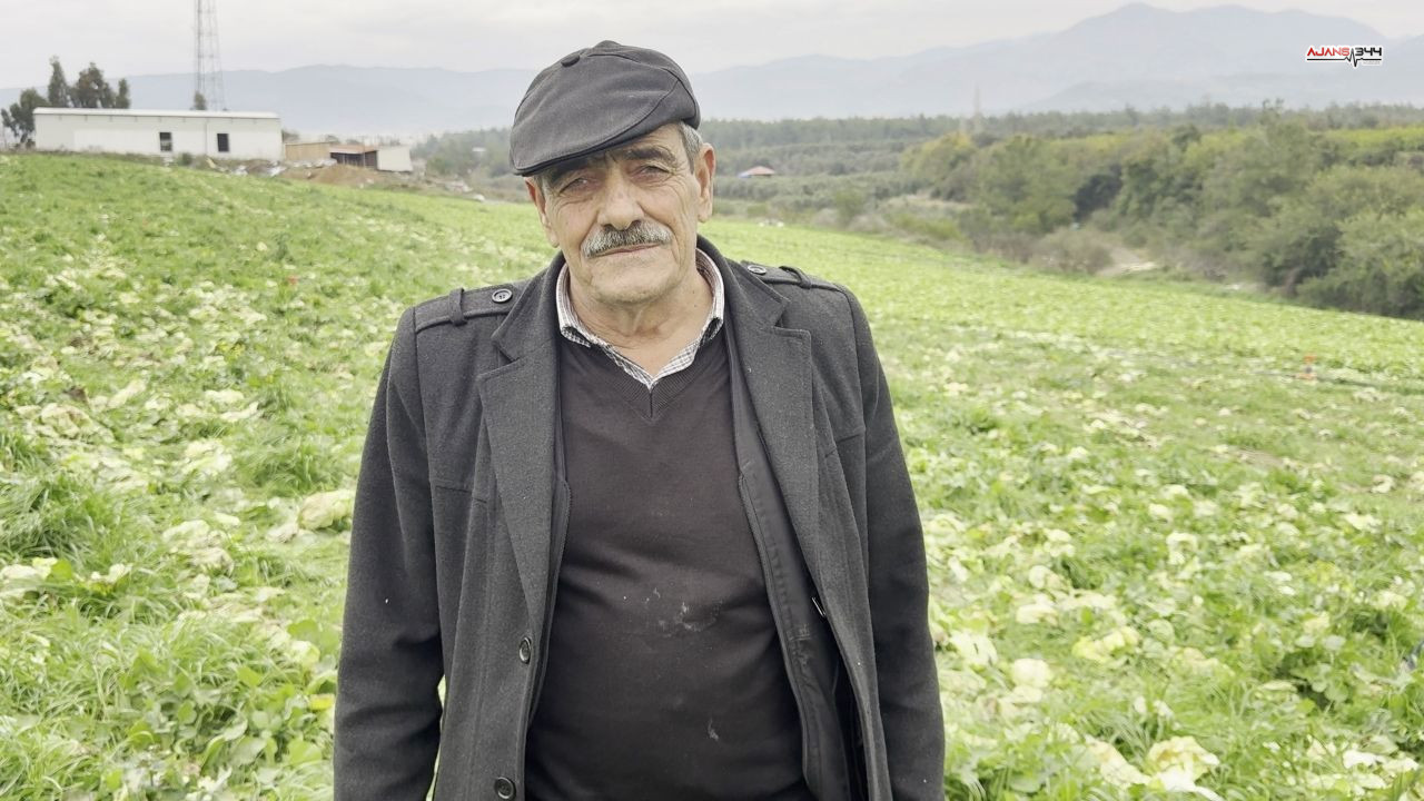 Bedava Marul Ajans344