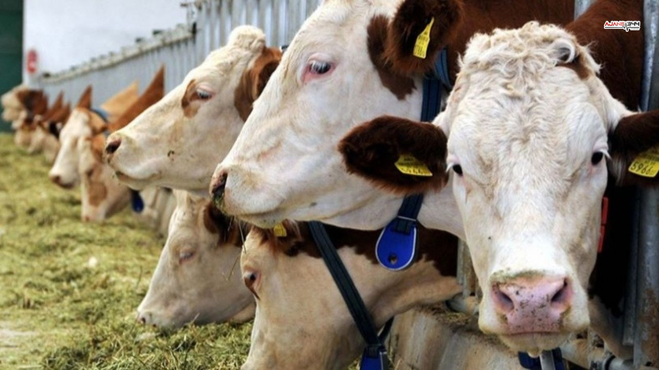 Hayvan Krizi Ajans344 (1)