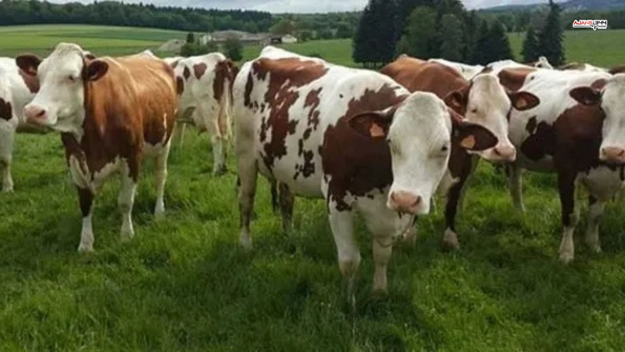 Hayvan Krizi Ajans344