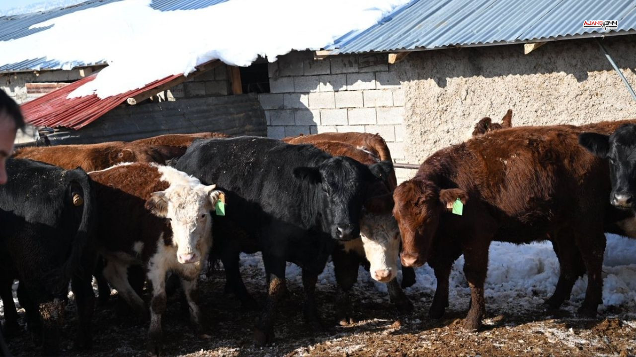 Ilk Buzzagı Ajans344 (3)