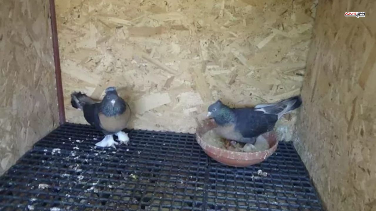 Kuş Çalan Vatandas Ajans344 (1)