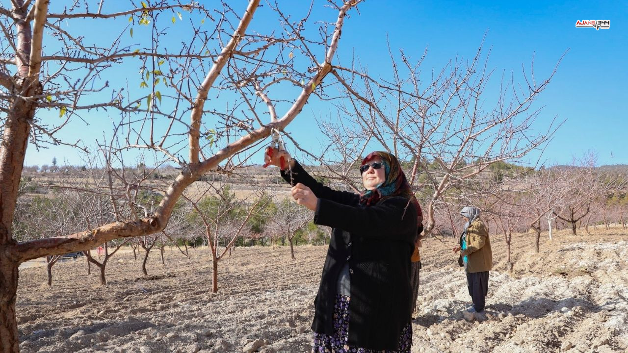 Organik Sertifika A Jabsa344